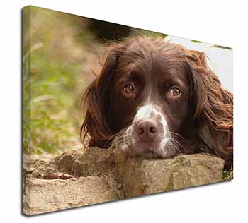 Springer Spaniel Dog Canvas X-Large 30"x20" Wall Art Print