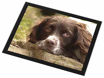 Springer Spaniel 