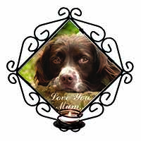 Springer Spaniel Dog 