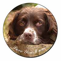 Springer Spaniel Dog 