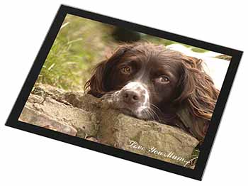 Springer Spaniel Dog 