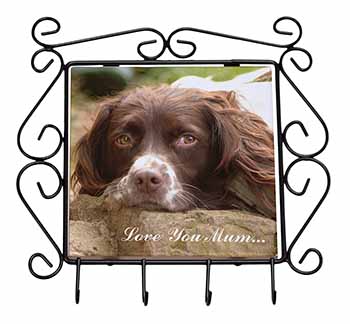 Springer Spaniel Dog 