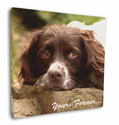 Springer Spaniel Dog 