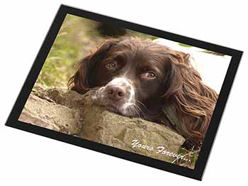 Springer Spaniel Dog 