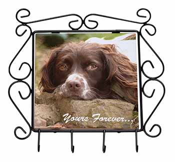 Springer Spaniel Dog 