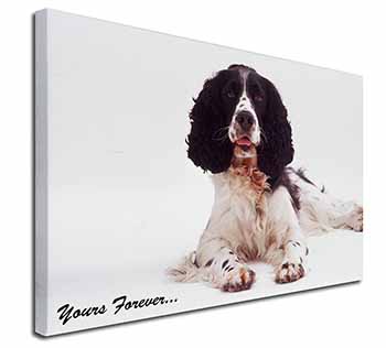 Springer Spaniel Dog 