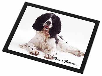 Springer Spaniel Dog 