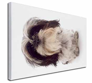 Shih-Tzu Dog Canvas X-Large 30"x20" Wall Art Print