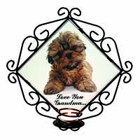 Shih-Tzu Dog 