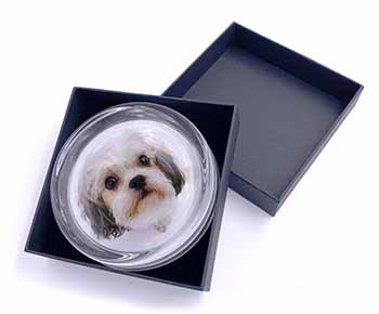 Cute Shih-Tzu Dog Glass Paperweight in Gift Box