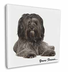 Tibetan Terrier 