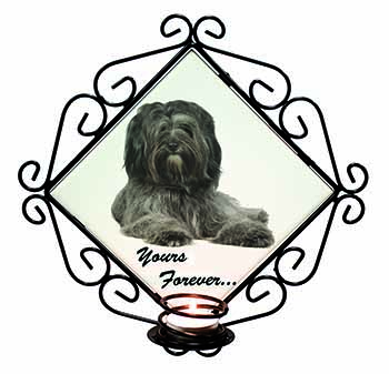 Tibetan Terrier 