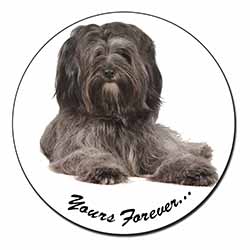 Tibetan Terrier 