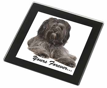 Tibetan Terrier 