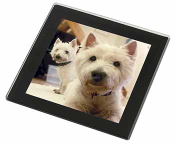 West Highland Terrier Dogs Black Rim High Quality Glass Coaster