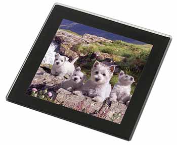 West Highland Terrier Dogs Black Rim High Quality Glass Coaster