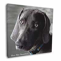 Weimaraner Dog 