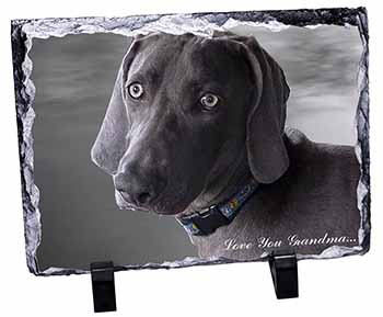 Weimaraner Dog 