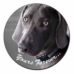 Weimaraner Dog 