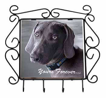 Weimaraner Dog 