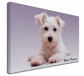 West Highland Terrier 