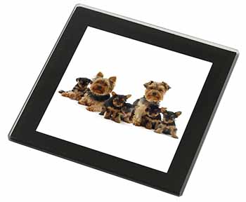 Yorkshire Terrier Dogs Black Rim High Quality Glass Coaster