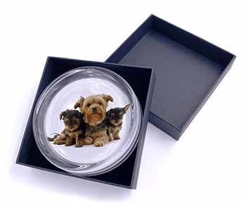 Yorkshire Terrier Dogs Glass Paperweight in Gift Box