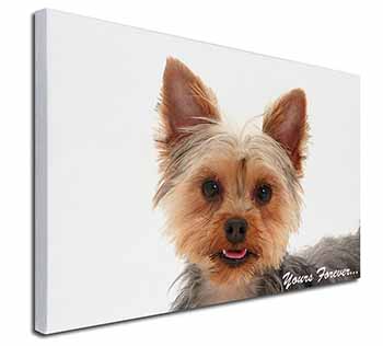 Yorkie Dog 