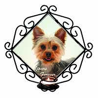 Yorkie Dog 