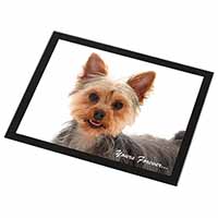 Yorkie Dog 