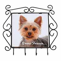 Yorkie Dog 