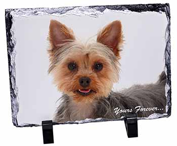 Yorkie Dog 