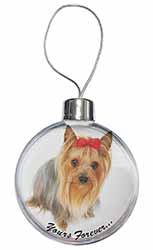 Yorkshire Terrier Dog 