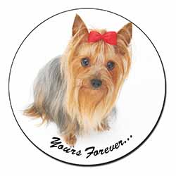 Yorkshire Terrier Dog 