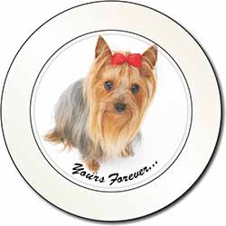 Yorkshire Terrier Dog 