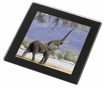 Baby Tuskers Elephant Black Rim High Quality Glass Coaster