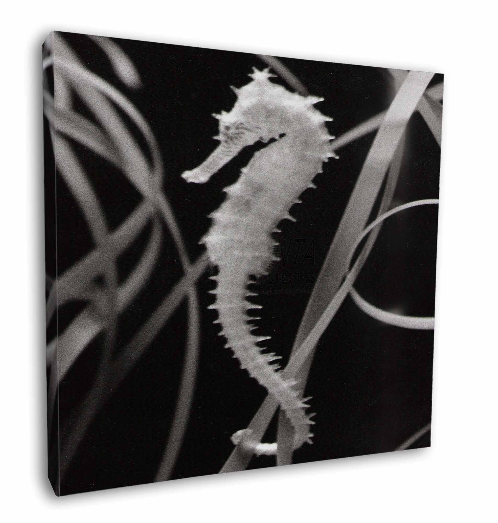 Seahorse 12 X12 Wall Art Canvas Decor Picture Print Af 24 C12