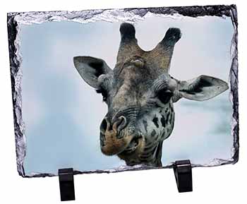 Cheeky Giraffes Face, Stunning Photo Slate