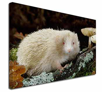 Albino Hedgehog Wildlife Canvas X-Large 30"x20" Wall Art Print