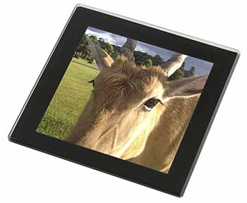 Pretty Antelope Black Rim Glass Coaster Animal Breed Gift