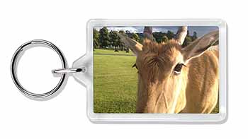 Pretty Antelope Photo Keyring Animal Gift