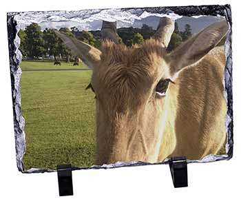 Pretty Antelope Photo Slate Christmas Gift Ornament