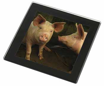 Pigs in Sty Black Rim High Quality Glass Coaster