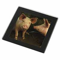 Pigs in Sty Black Rim High Quality Glass Coaster