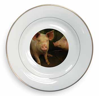 Pigs in Sty Gold Rim Plate Printed Full Colour in Gift Box