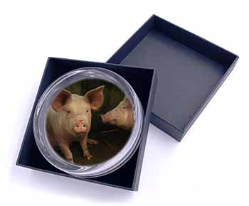 Pigs in Sty Glass Paperweight in Gift Box