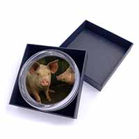 Pigs in Sty Glass Paperweight in Gift Box