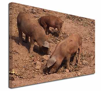 New Baby Pigs Canvas X-Large 30"x20" Wall Art Print