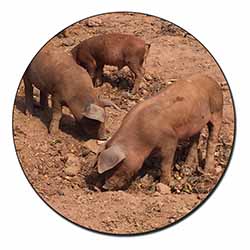 New Baby Pigs Fridge Magnet Printed Full Colour