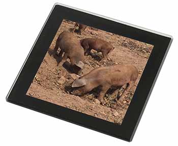 New Baby Pigs Black Rim High Quality Glass Coaster